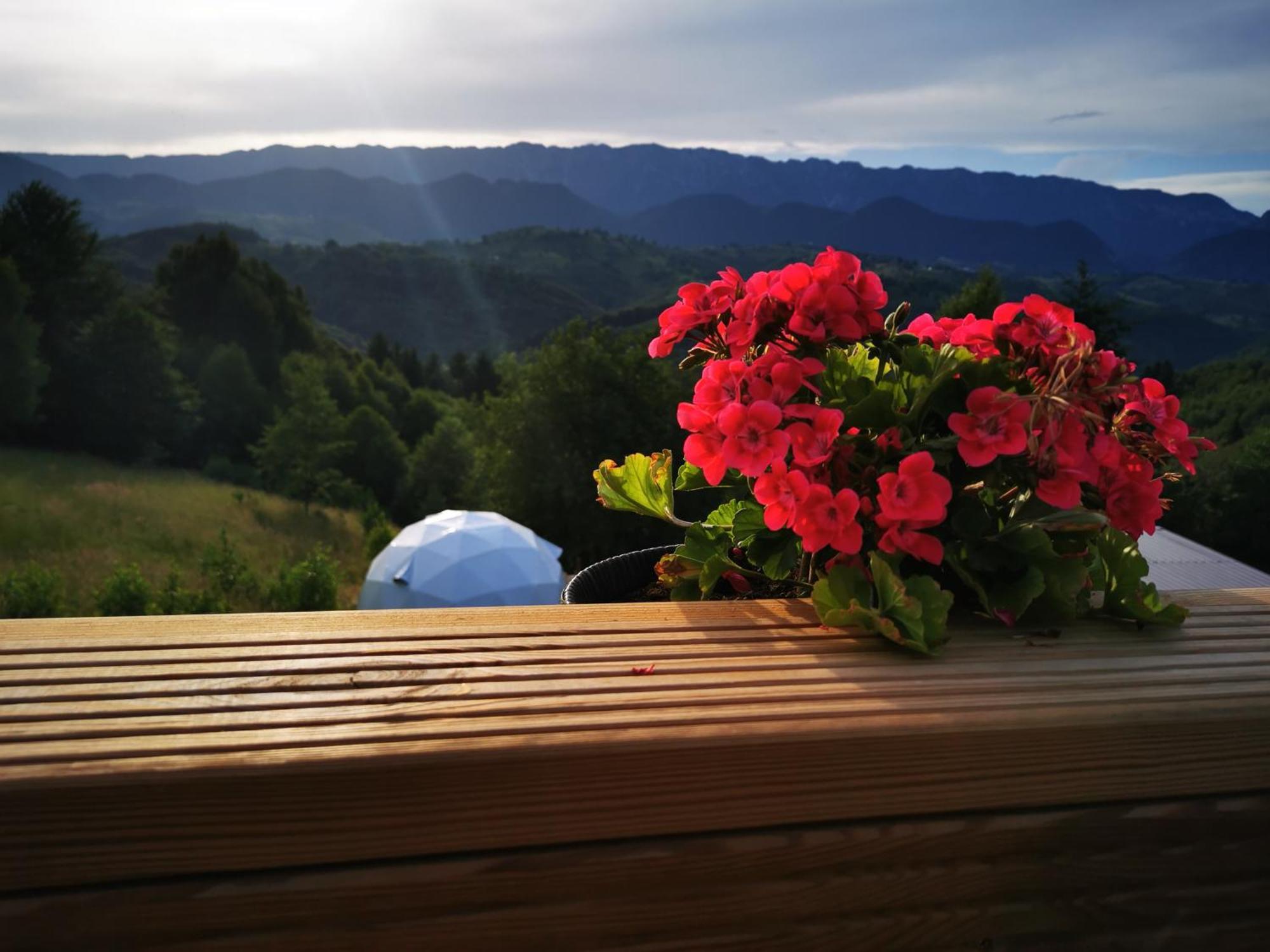 ホテル Glamping Zazen Drumu Carului エクステリア 写真